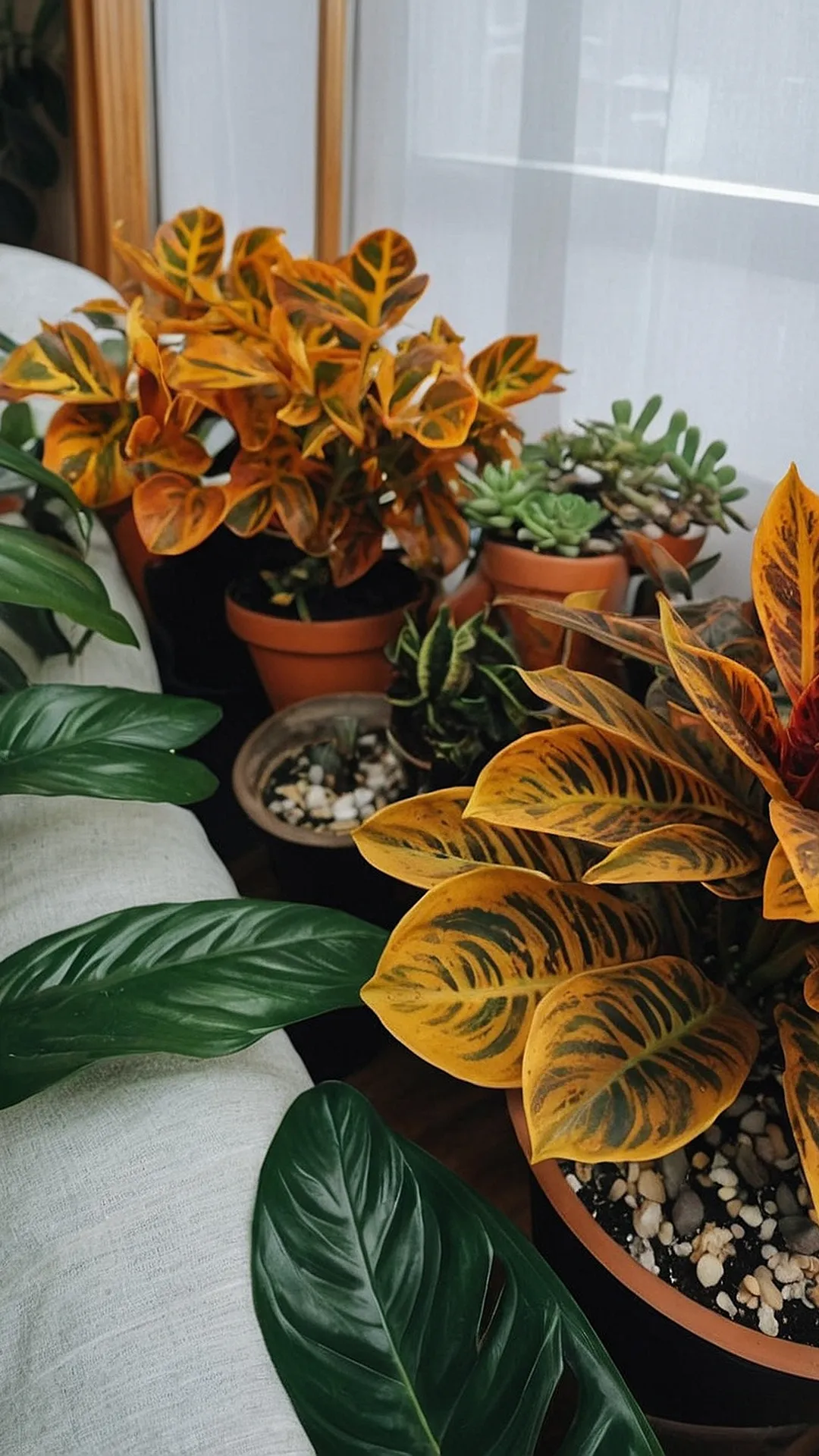 Grow Your Sanctuary: House Plant Suggestions